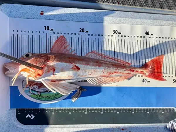 Gurnard